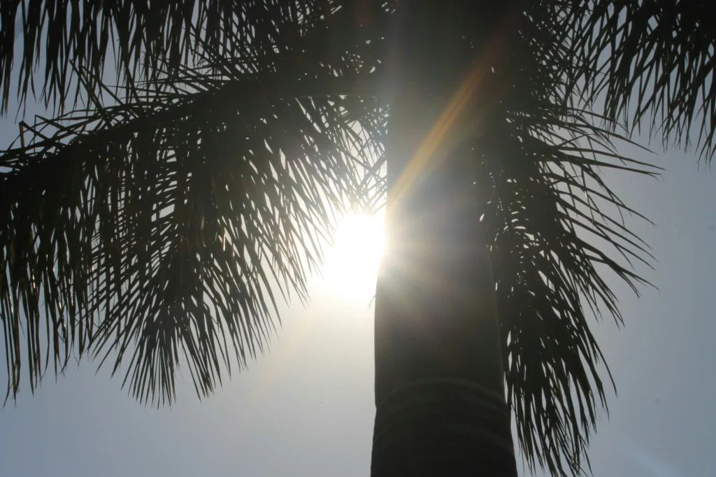coconut and sun
